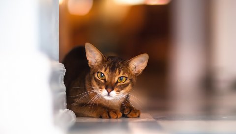 Кошка, лежа, блики, размытие