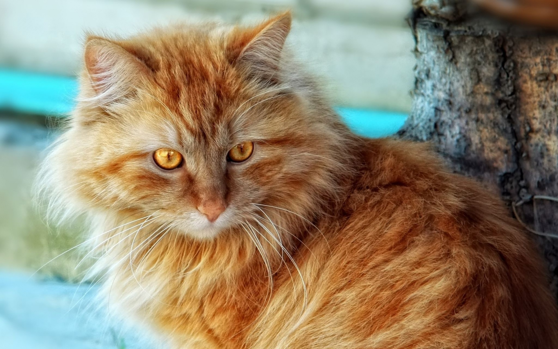 Картинки Кошка, пушистая, толстая, сидеть фото и обои на рабочий стол
