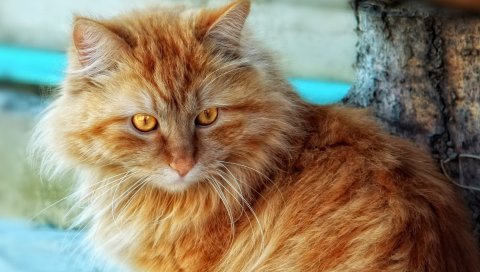 Кошка, пушистая, толстая, сидеть