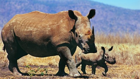 Носорог, пара, ребенок, прогулка, трава