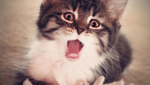 Котенок, лицо, рот открытый, пушистый