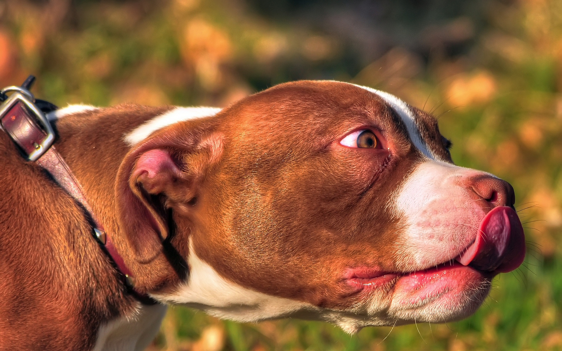 Картинки Американский хулиган, животное, лицо, язык, собака фото и обои на рабочий стол