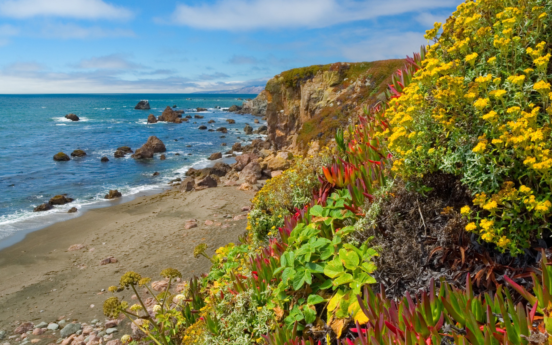 Картинки Цветы, растительность, побережье, пляж, камни, ясно, горизонт фото и обои на рабочий стол