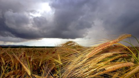 Уши, короткие усы, облачно, небо, переднем плане, облака, поле