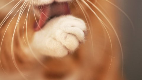 Кошка, лапа, мытье, язык, мех, бакенбарды