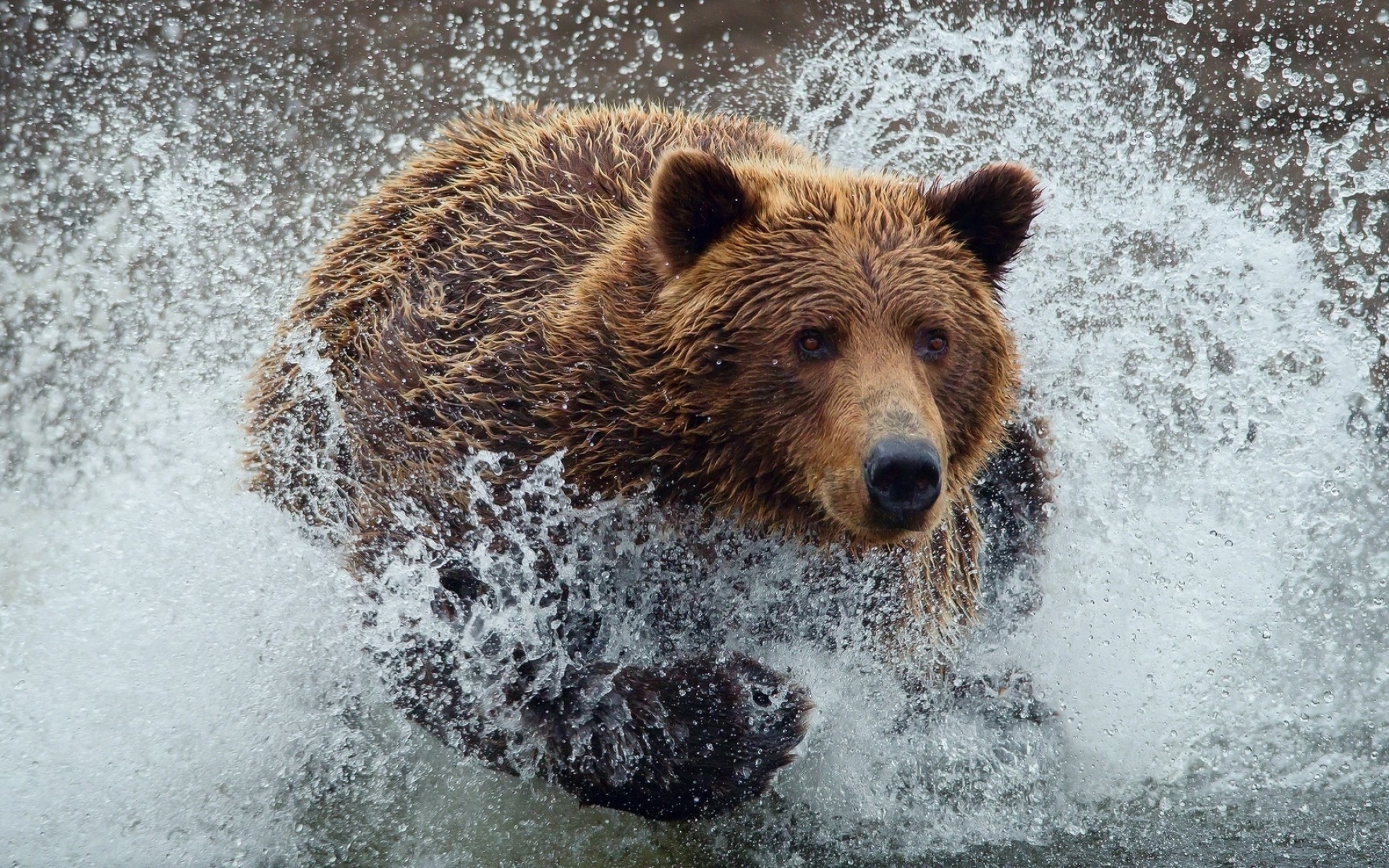 Картинки Медведь, бег, всплеск, вода фото и обои на рабочий стол