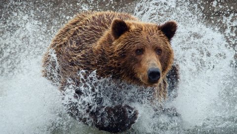 Медведь, бег, всплеск, вода