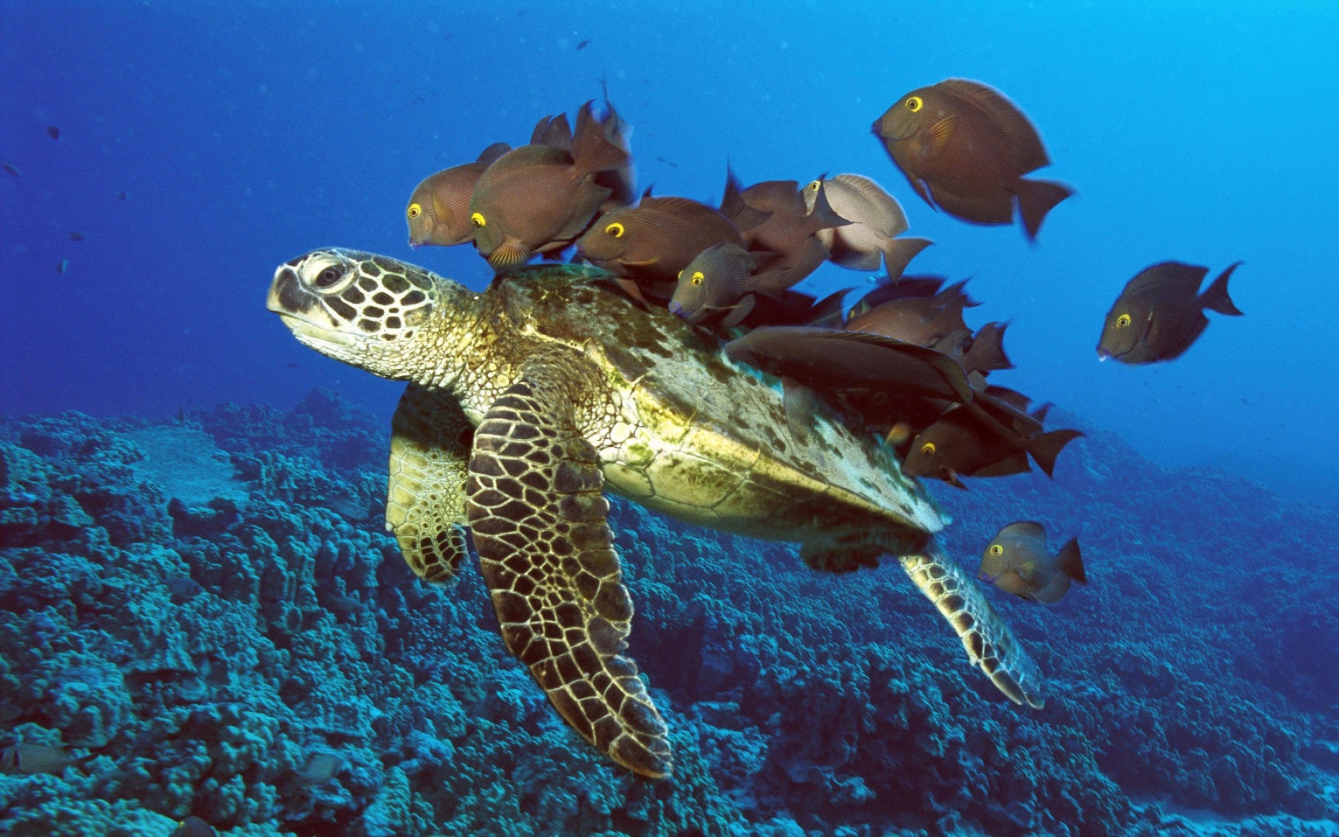 Картинки Подводная черепаха, рыба, подводный фото и обои на рабочий стол