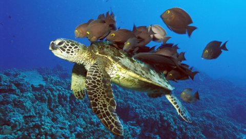 Подводная черепаха, рыба, подводный