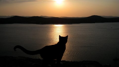 Кошка, море, тень, силуэт, небо