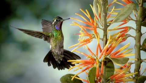 Hummingbird, птица, хлопать, крылья, цветок