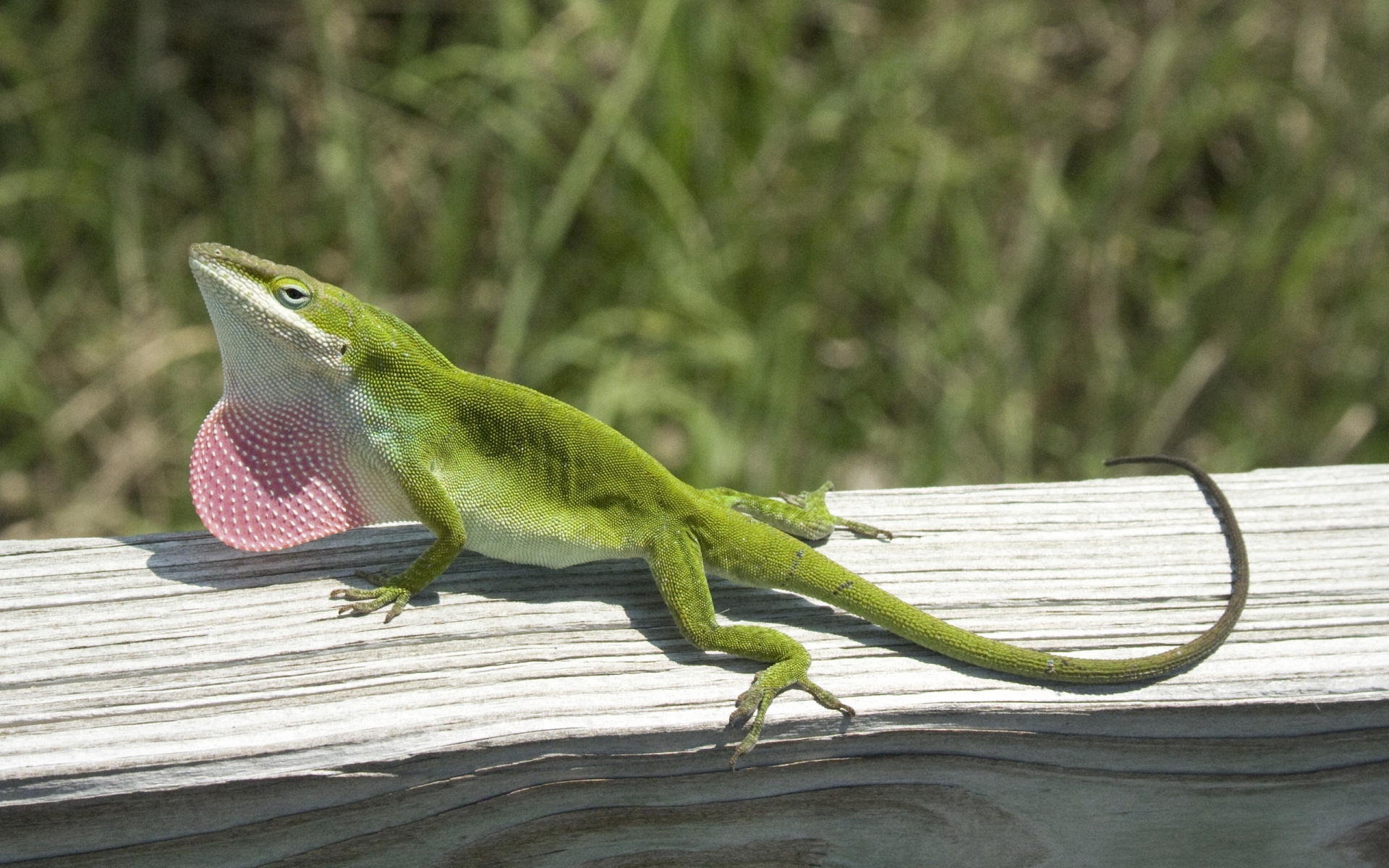 Картинки Ящерица, anolis carolinensis, альпинизм, дерево фото и обои на рабочий стол