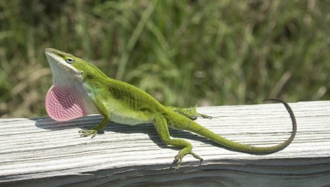 Ящерица, anolis carolinensis, альпинизм, дерево