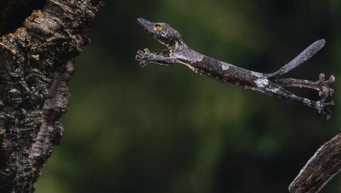 Gecko, прыжок, ветка, дерево