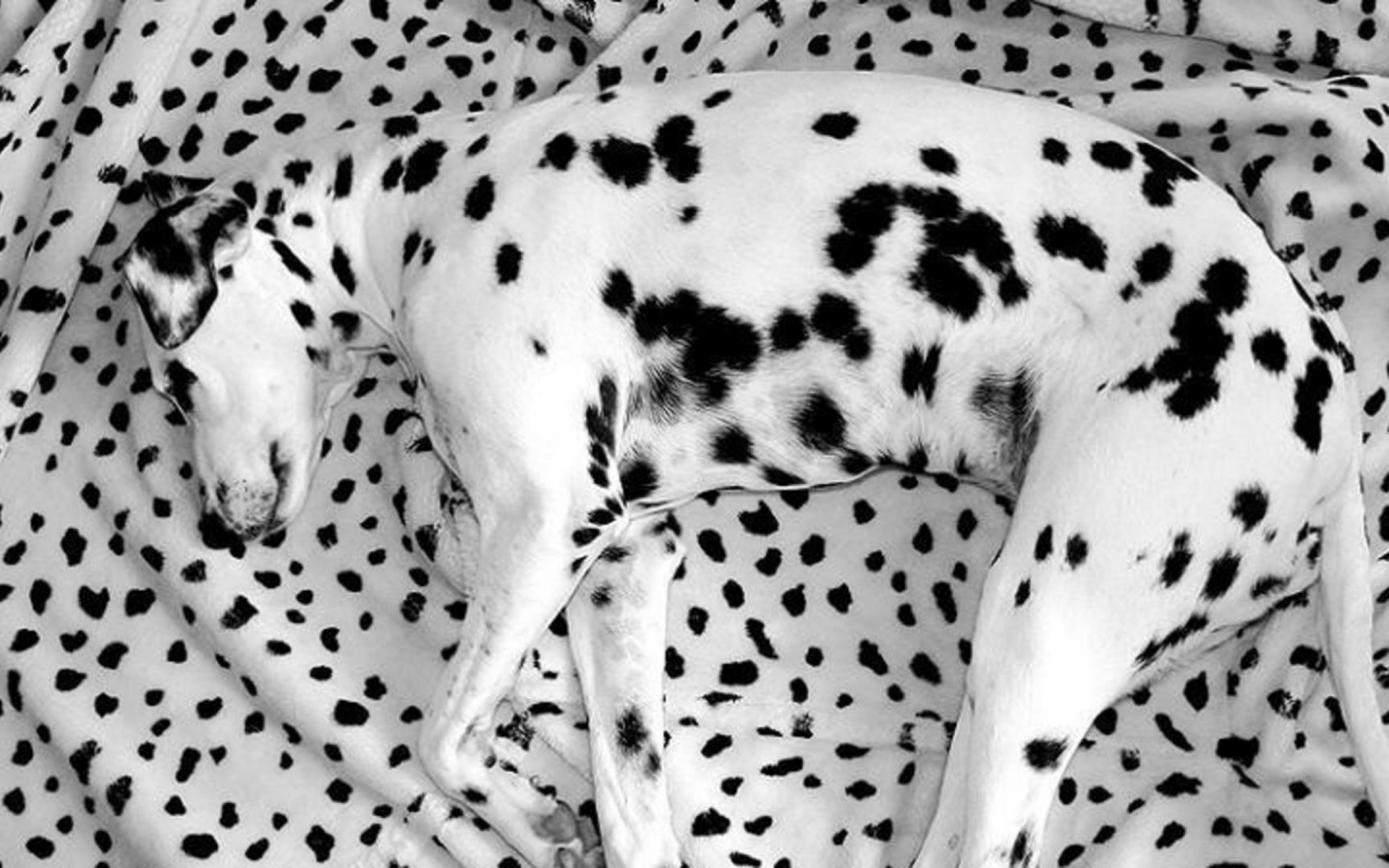 Картинки Далматин, лежа, собака, одеяло, сон фото и обои на рабочий стол