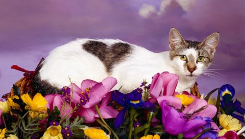 Кот, лежа, цветы, пятнистый