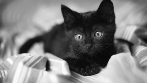 Котенок, ребенок, ложь, постель