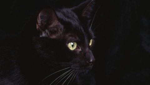 Кошка, лицо, черный, глаза