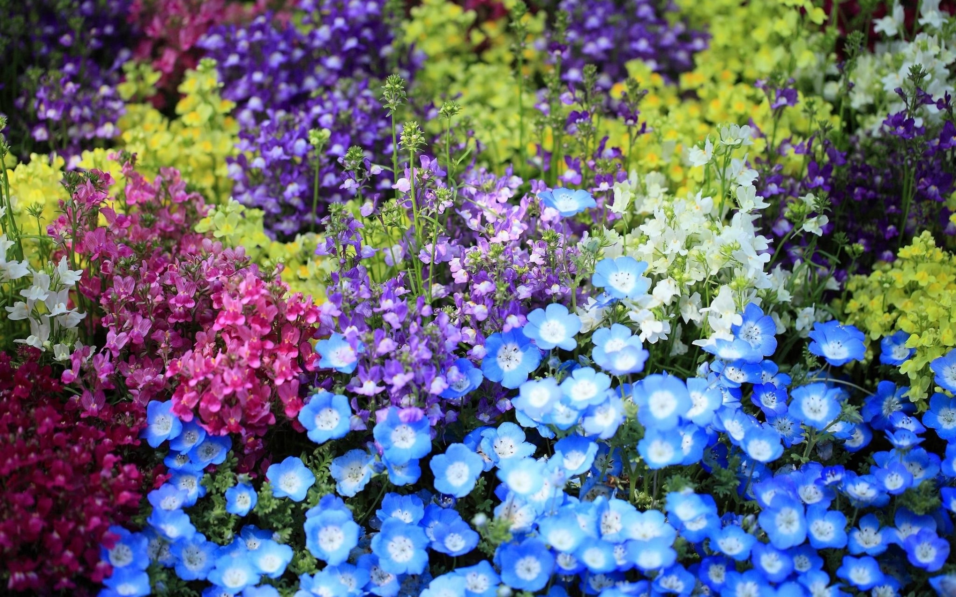 Картинки Nemofily, snapdragons, цветок, клумба, яркий, красочный фото и обои на рабочий стол