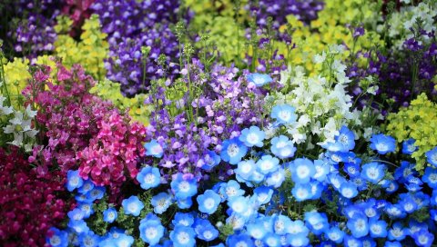 Nemofily, snapdragons, цветок, клумба, яркий, красочный