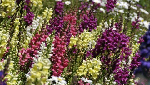Snapdragon, цвет, красочный, резкость