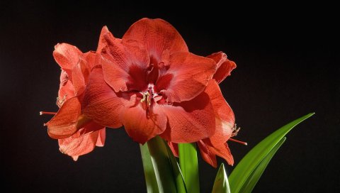 Амариллис, цветок, распущенный, бутон, стебель