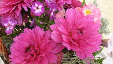 Георгины, цветы, разные, корзина