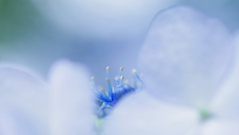 Лепестки, яркие, тычинки