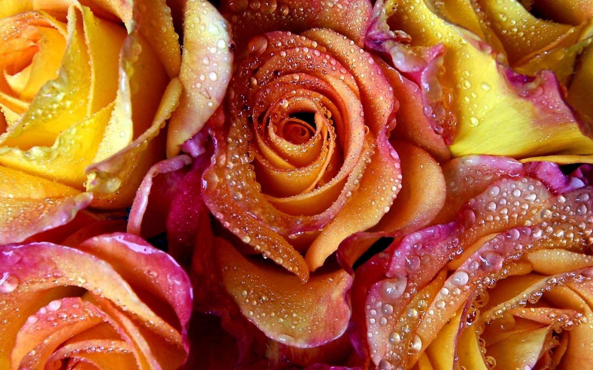 Обои розочки. Цветы розы. Яркие розы. Яркие сочные цветы. Красивые цвета.