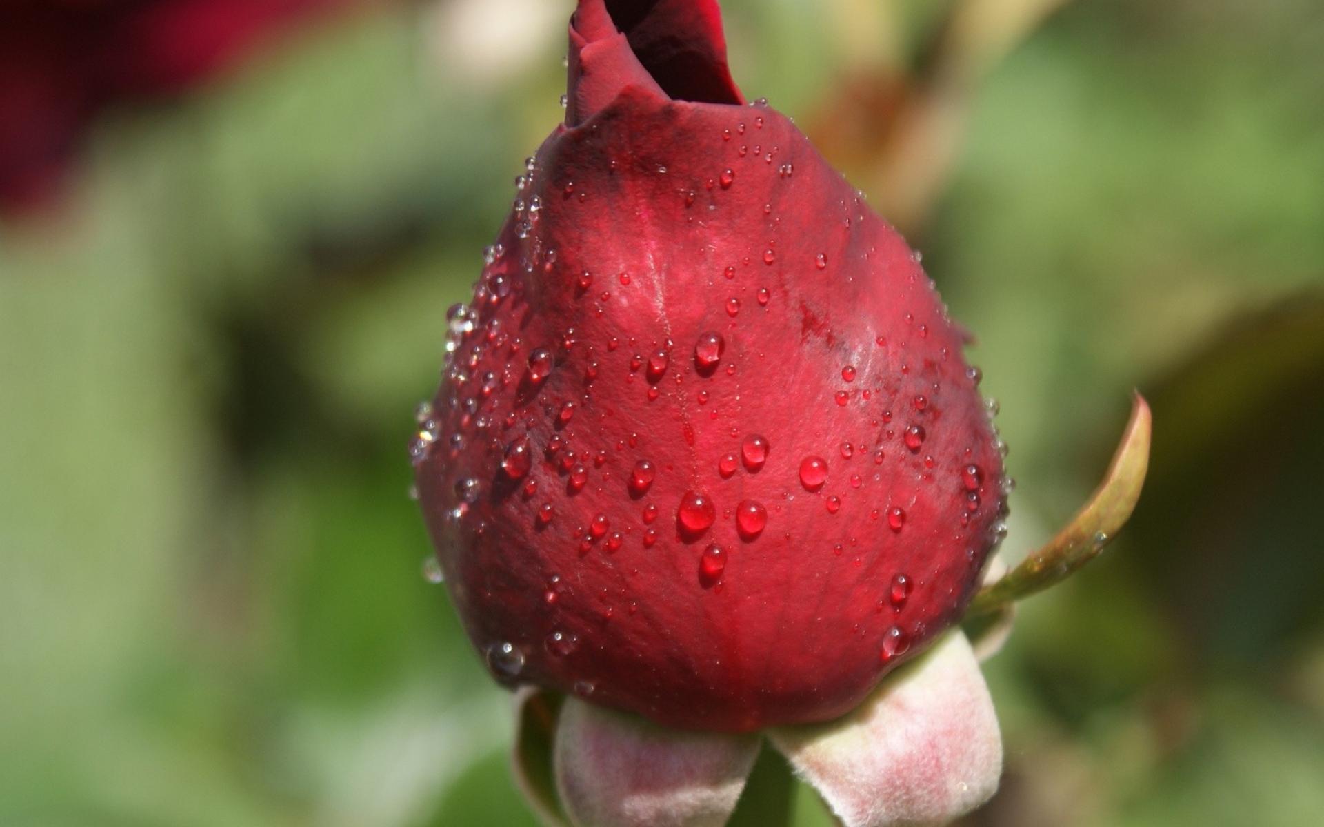 лепестки бутон роза petals Bud rose скачать