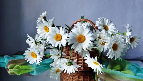 Ромашки, цветы, корзина, капли, шарф, отражение