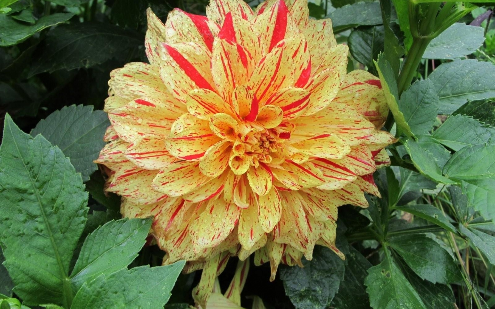 Картинки Георгины, цветок, клумба, капли, мокрый фото и обои на рабочий стол