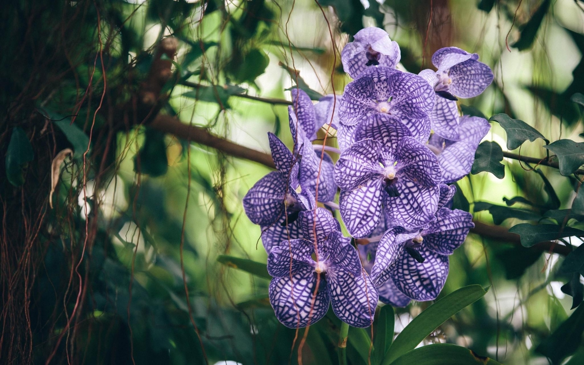 Картинки Орхидея, фиолетовый, полосатый, экзотический, резкость фото и обои на рабочий стол