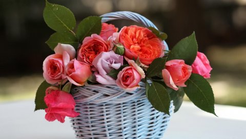Розы, цветы, сад, мусор, листья