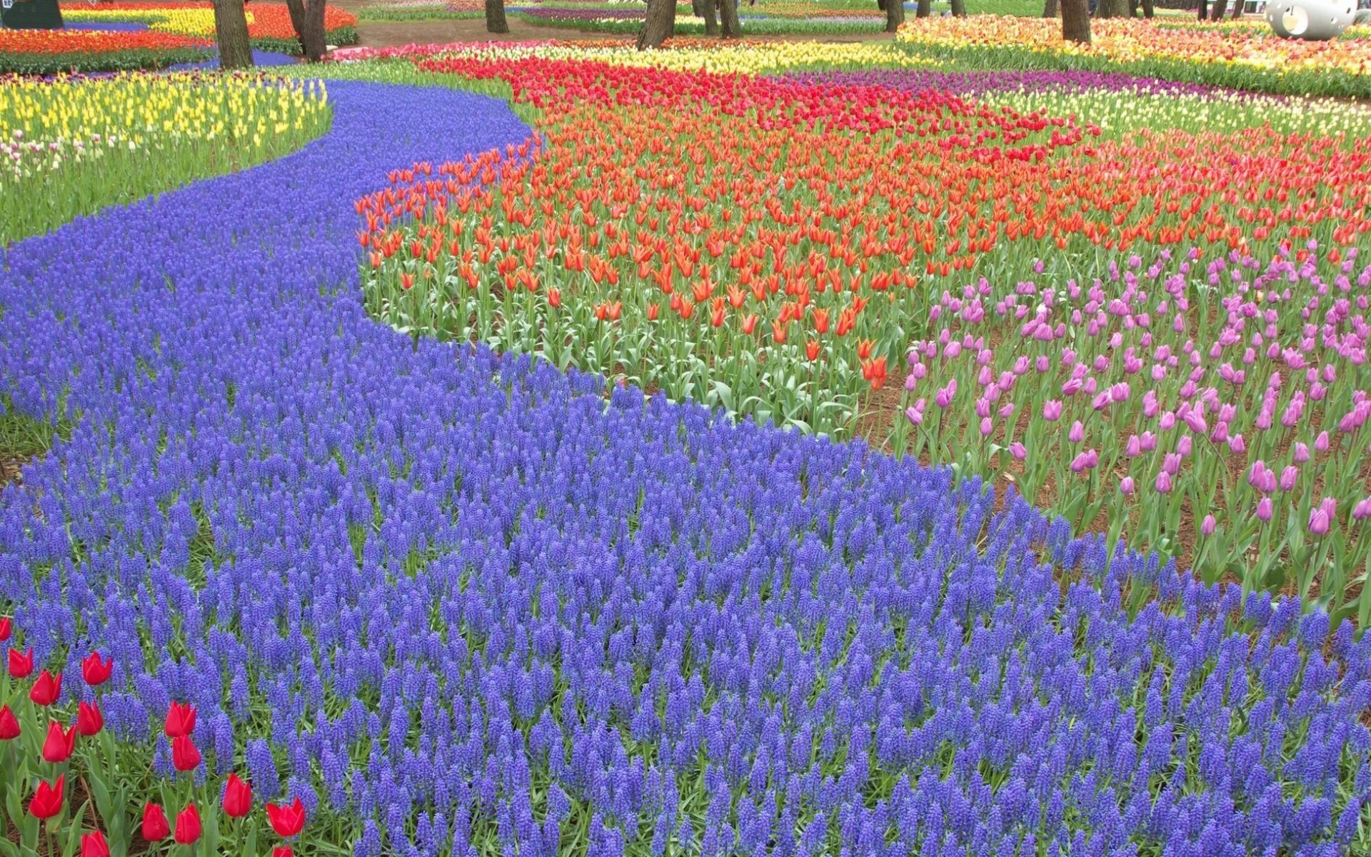 12 flowers. Taman Mini Indonesia. A lot of Flowers. A lot of Flowers everywhere attractions. Lots of Flowers.