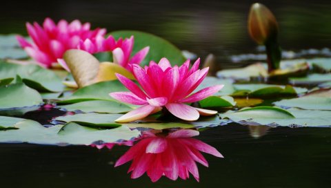 Водяные лилии, пар, вода, поверхность, крупный план