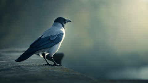 птицы, Crow, размытость