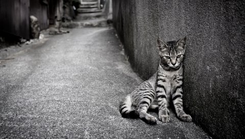 котенка, бездомного, стены
