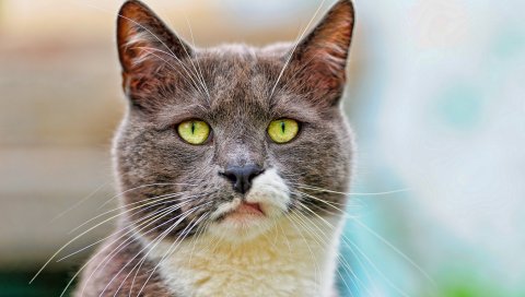кота , лицо, заметил, недовольный