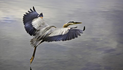 птица, полет , небо, вода, сними