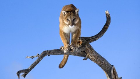 пуму, ветвь, небо, хищники, большая кошка