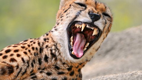 гепард, зубы, гнев, хищник