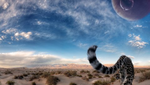 гепарда, хвост, хищник, пустыня, небо, большая кошка