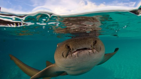 акула, пляж форт Уолтон, Флорида, подводный мир