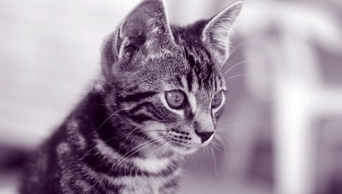 котенок, лицо, полосатый, взгляд