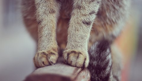 кошка, лапы, хвост, шерсть