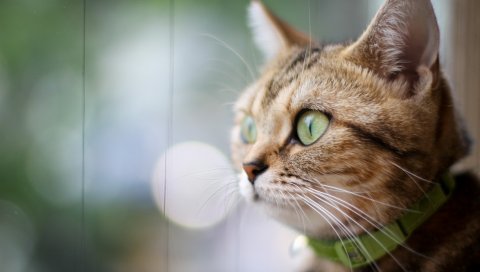 кот, лицо, глаза, воротник