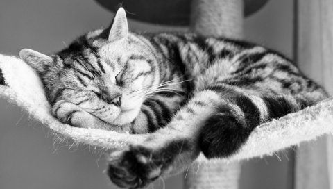 кот, лежа, спит, полосатый, черно-белые