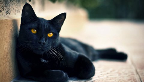 черный кот, лежа, лицо, глаза