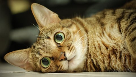 кот, лицо , ложь, посмотрите